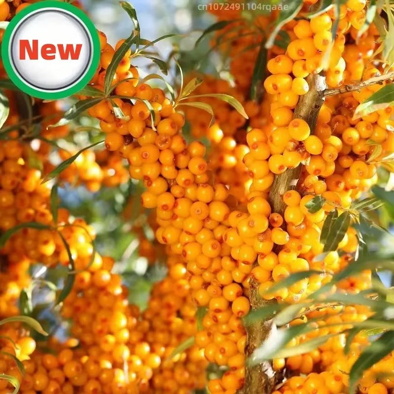 Diy Natural Powder Pigment- Sea Buckthorn Yellow Colorant | Pure Natural Pigments For Soap, Candle, Resin Dye