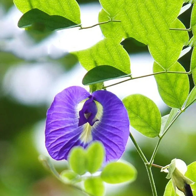 Premium Dried Butterfly Pea Flowers – Blue Herbal Tea, Ritual Baths, Botanical Blends & Sacred Space Decor