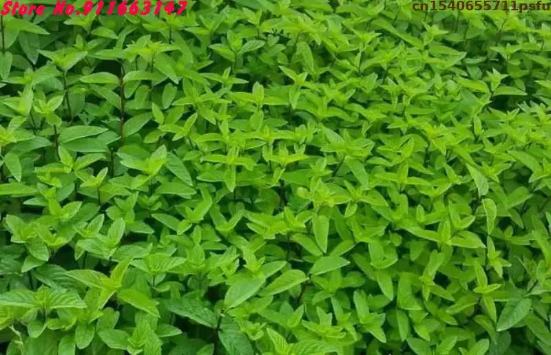 Premium Dried Mint Leaves – Natural Herb for Cleansing, Energy Refresh, Spiritual Baths & Home Wellness