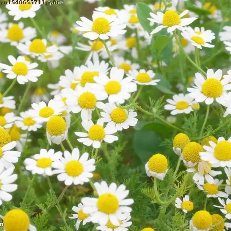 100% Natural Dried Chamomile Buds | Birthday Wedding Christmas Decoration Supplies, Resin/Soap/Candle Making Materials